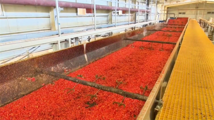高臺 脫水蔬菜走俏國際市場 內陸水產養殖產銷兩旺