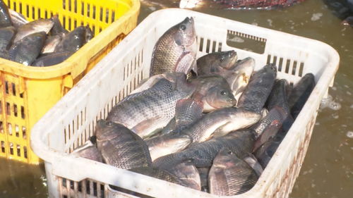 景洪內陸水產養殖 水上春耕按下加速鍵，產銷一體化激活新動能