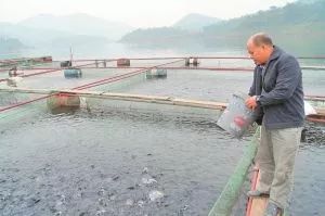 內陸水產養殖攻略 9大方法有效降低飼料成本，提升銷售利潤