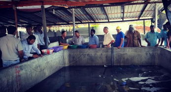 斯里蘭卡召開海參生態養殖技術推廣現場會，推動內陸水產養殖與銷售協同發展